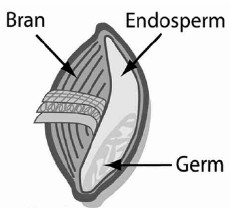 Whole Grain Foods Kernel